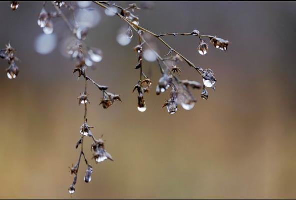 《诗词 》木兰花 • 冬雨  （换韵格）