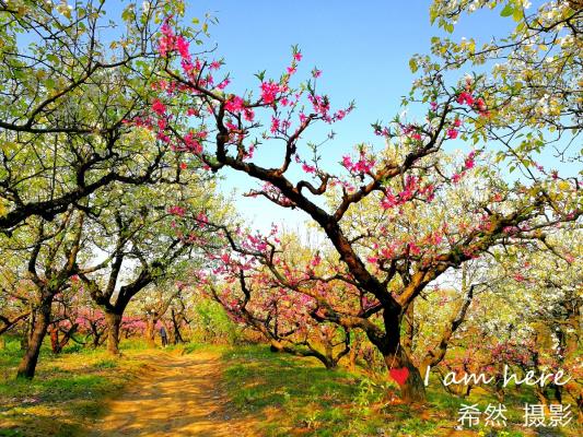 桃花梨花