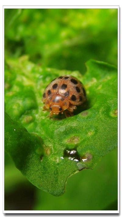 昆虫类