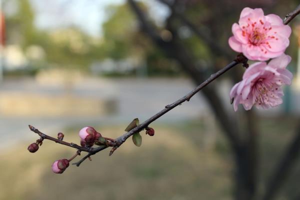 谢桥矿林园春草逢生花争艳