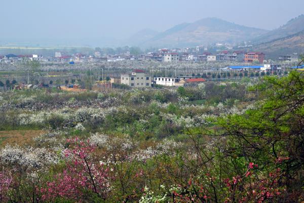 八公山下春意浓