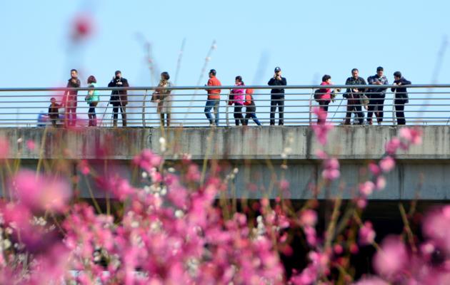 又是踏青赏花季