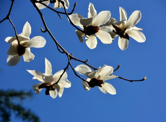 玉兰花开