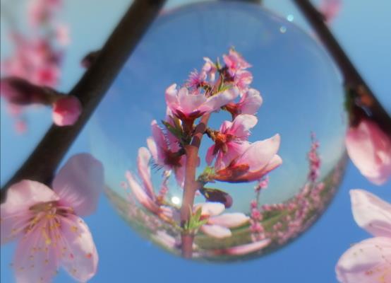 三月桃花