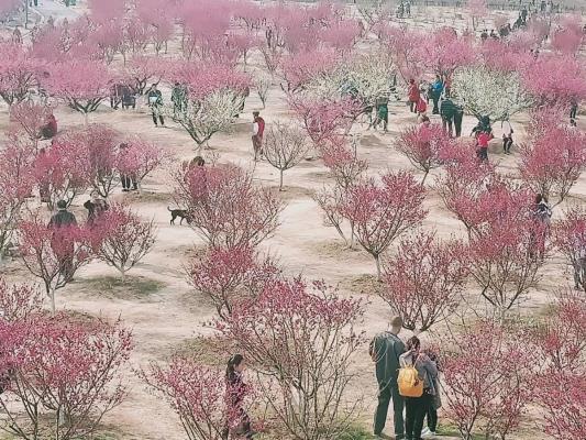 人与花的和谐（洞山梅园）