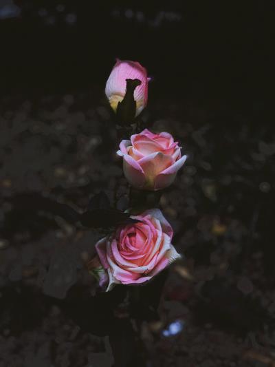 手机摄影——花