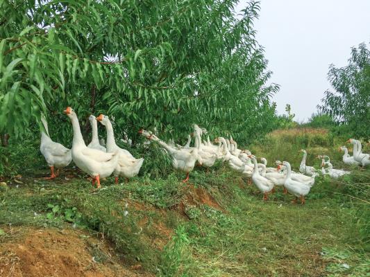 新农村种植养殖业发展的新模式—摄影‖万前进