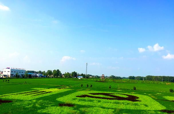 安丰塘北岸戈店村稻田画掠影