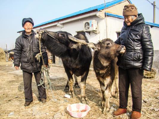 寿县双庙集镇的“老牛倌”