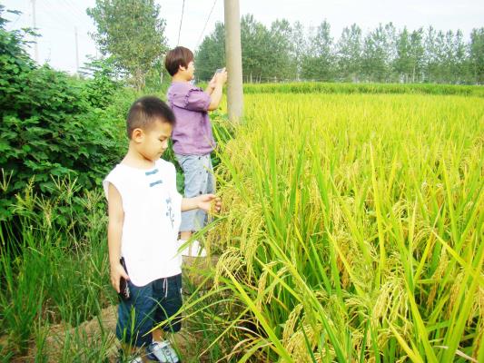 寿县双庙集镇迎河村 高梁红了 稻子黄了 农民乐了