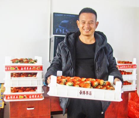 寿县双庙集镇  种植草莓成为群众的“致富果”