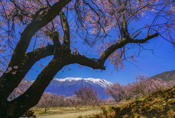 雪域桃花开