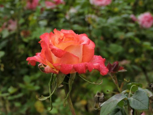 湿地赏月季花
