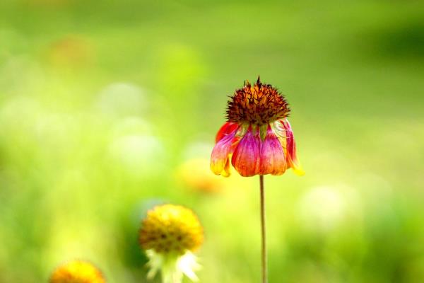 观花