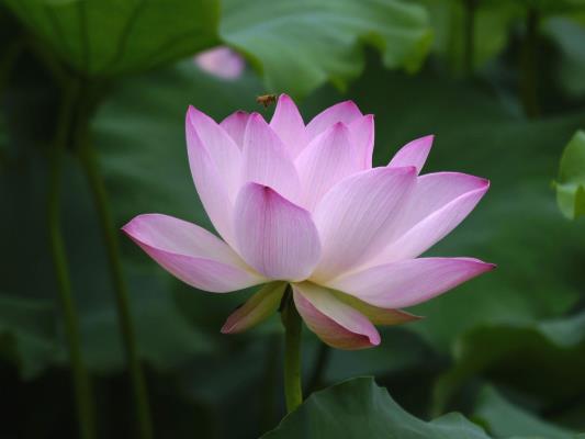 观景赏花龙湖悠
