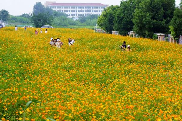 三河义城花海