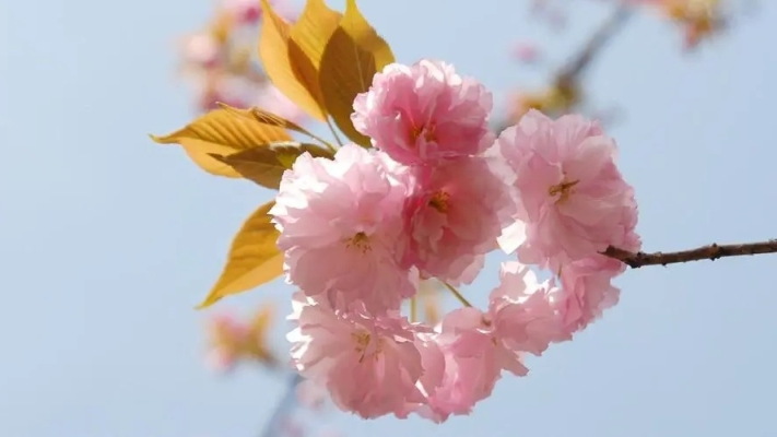 樱花十四行