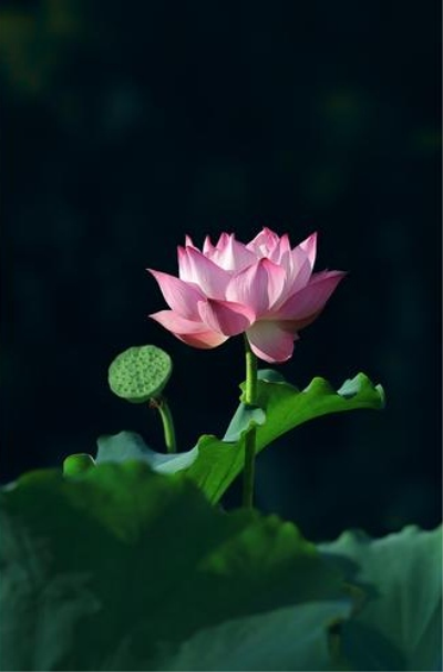 荷花十四行
