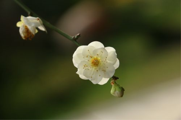 梨花十四行