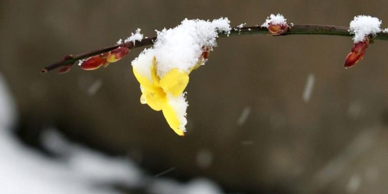 瑞雪兆丰年——生态张李