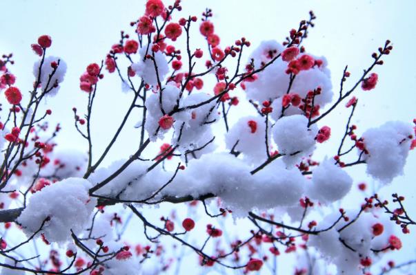 红梅含羞恋白雪