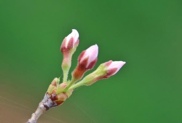 春暖花开