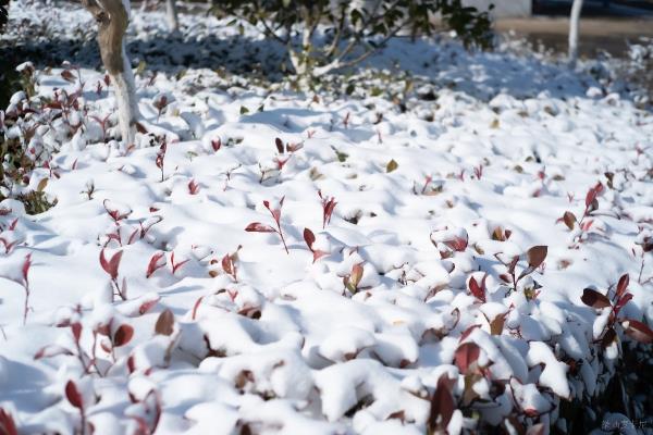 八公山初雪随拍