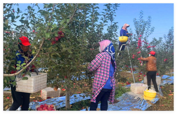 个人小诗：《金秋十月》