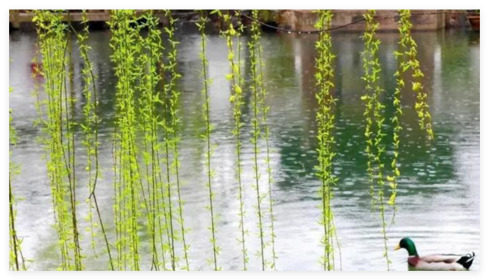 杨柳依依（七律.七首）