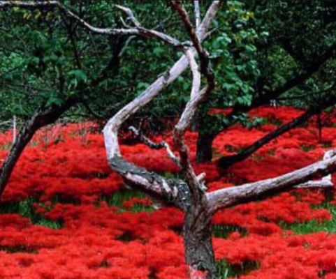 彼岸花 .（诗词十二首）