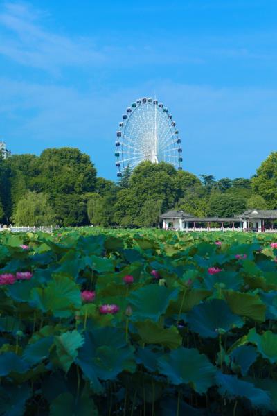 龙湖公园荷花香