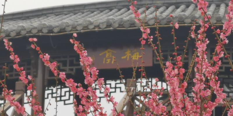 梅亭梅花绽放迎春