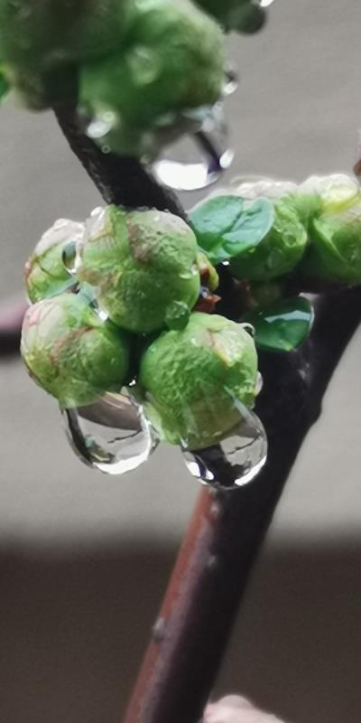 雨滴见春意