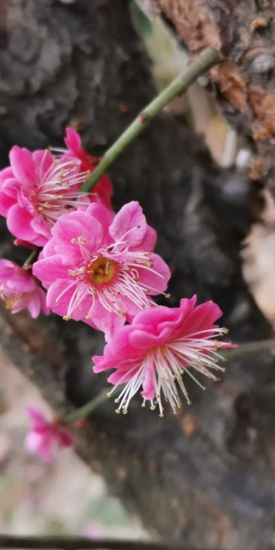 梅花绽放迎春
