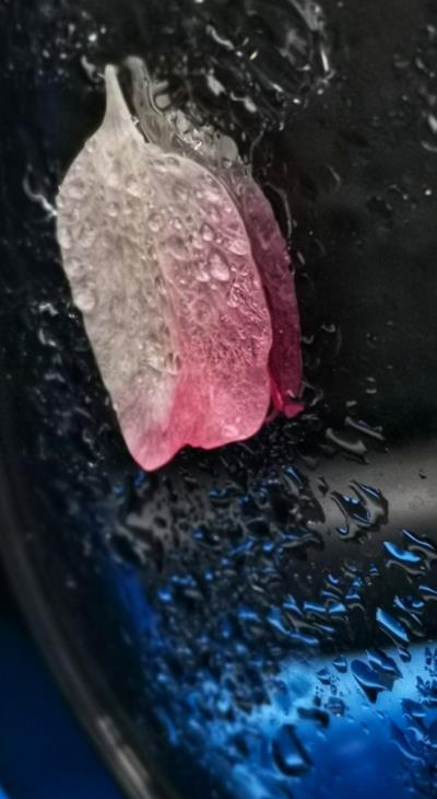 落花无意 春意盎然