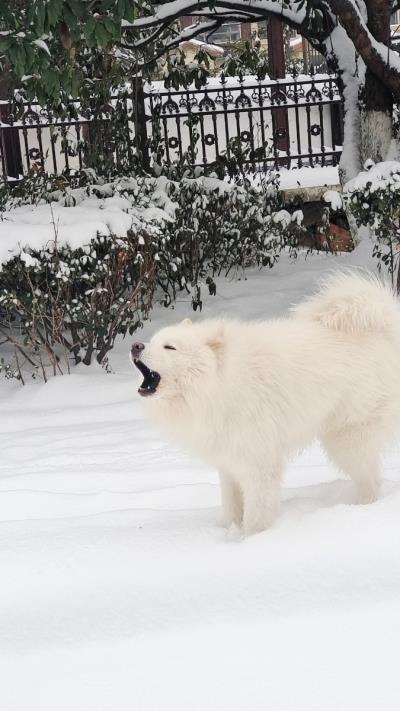 小区变雪乡