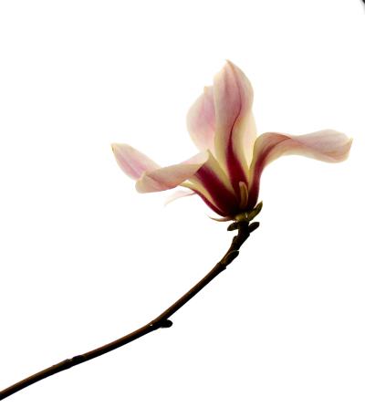 玉兰花