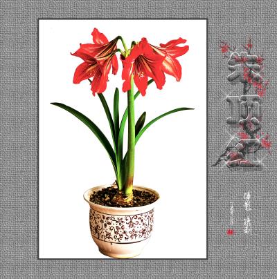 朱顶红