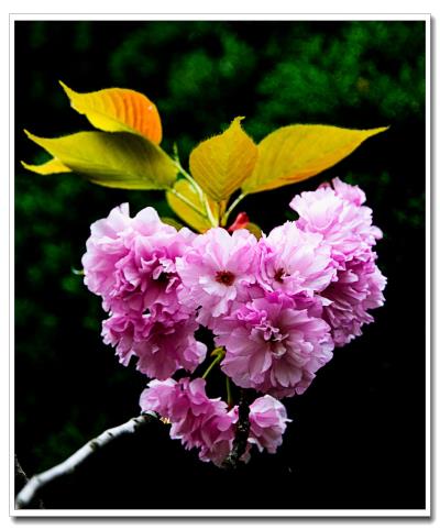 樱花