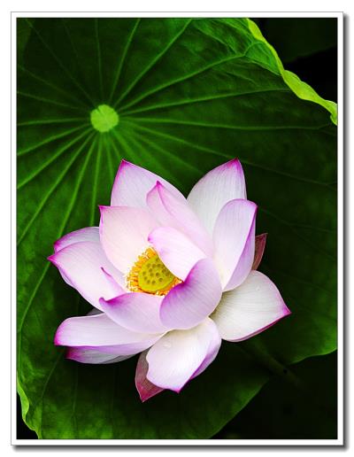 荷（二）