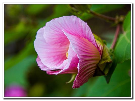 芙蓉花