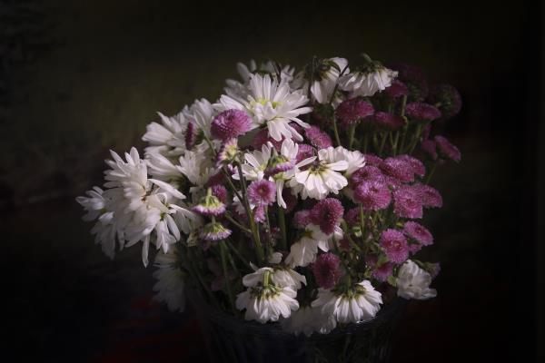 秋菊