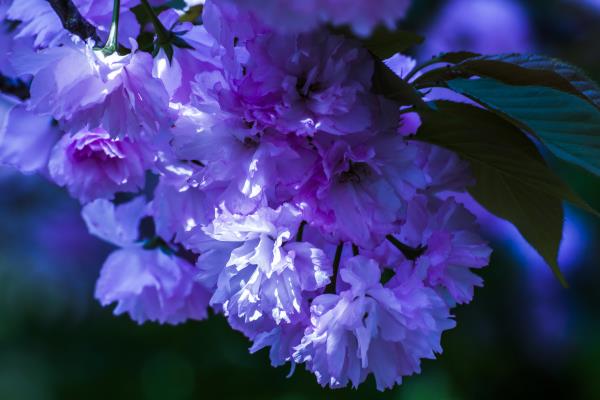 樱花时节