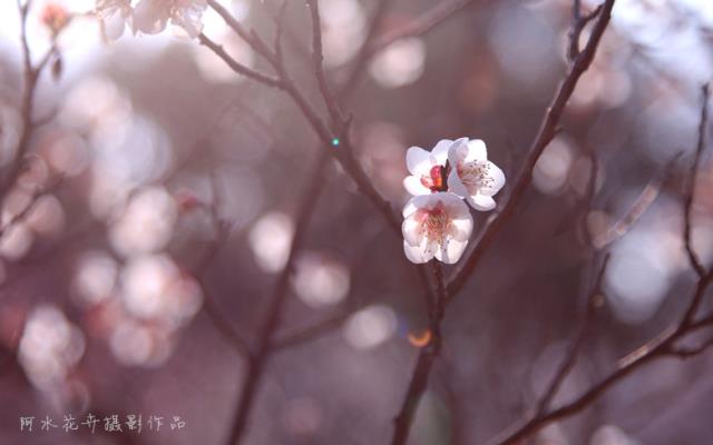 光影梅花一组