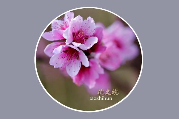 花香飘逸