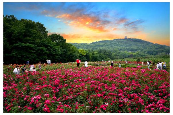舜耕山月季花