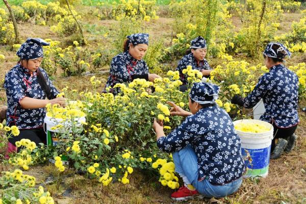 淮南祁集镇：菊花绽放 致富村民