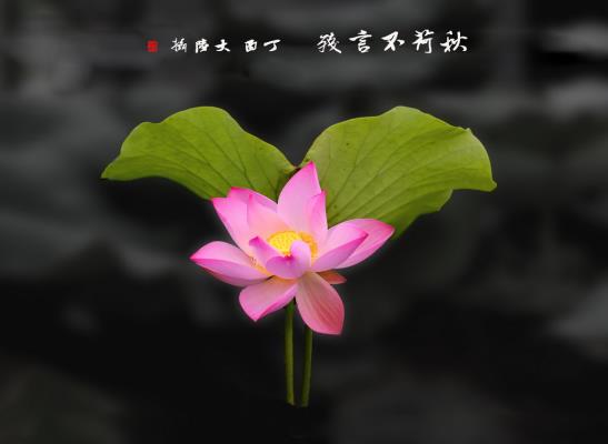秋荷不言残
