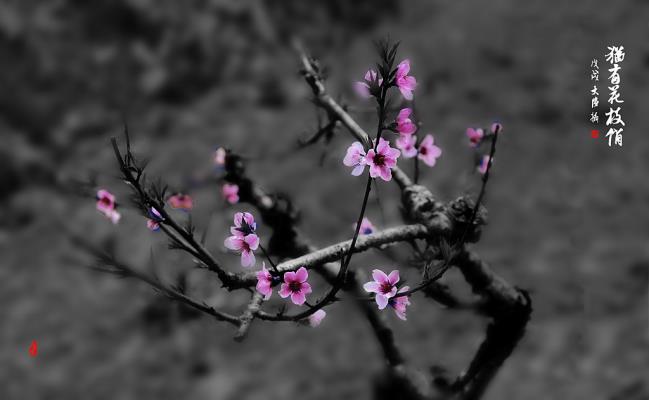 犹有花枝俏