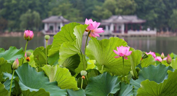 龙湖荷香